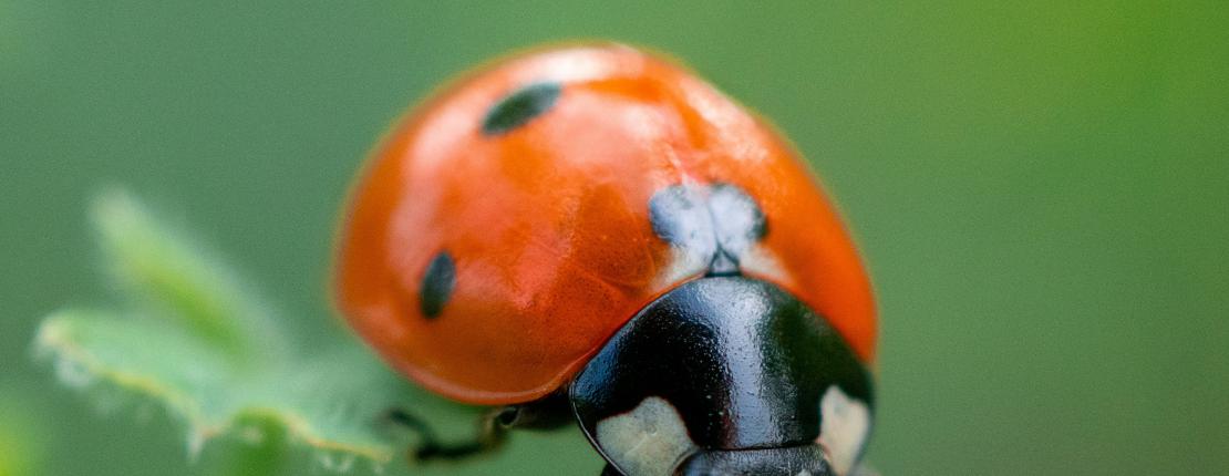 Cute ladybug on a leaf